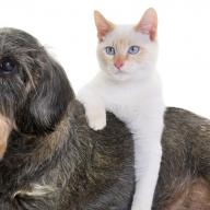 Bekämpfung von Würmern bei Hunden und Katzen