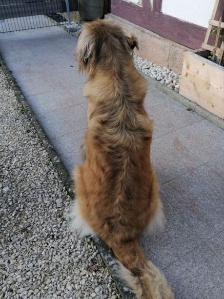 Bessy nach der Diät mit 47 kg