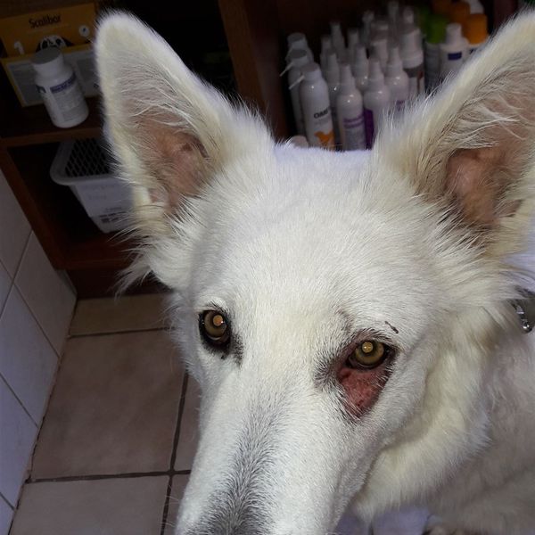 Demodikose (Hund) – Bild 1 von 3