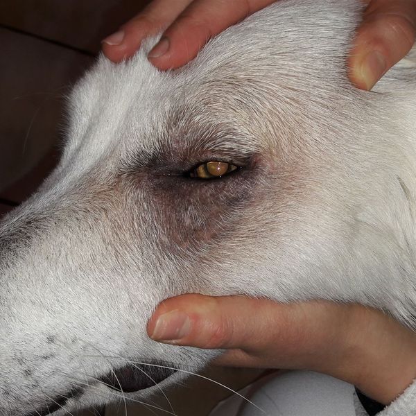 Demodikose (Hund) – Bild 2 von 3