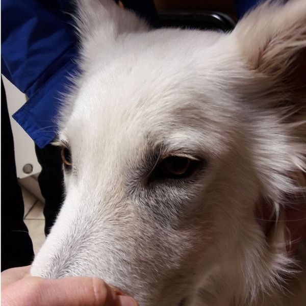 Demodikose (Hund) – Bild 3 von 3