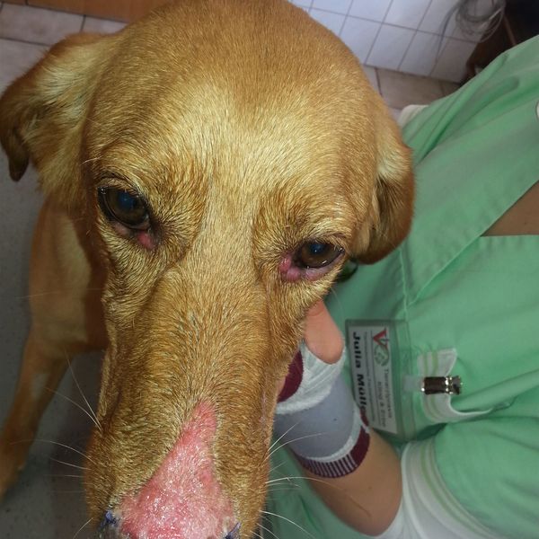 Lupus (Hund) – Bild 1 von 3