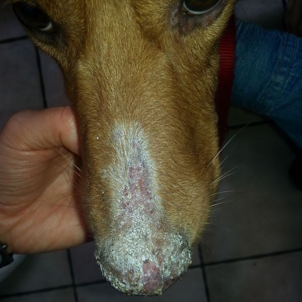 Lupus (Hund) – Bild 2 von 3
