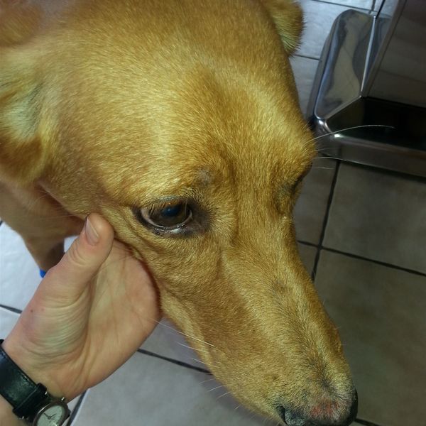 Lupus (Hund) – Bild 3 von 3
