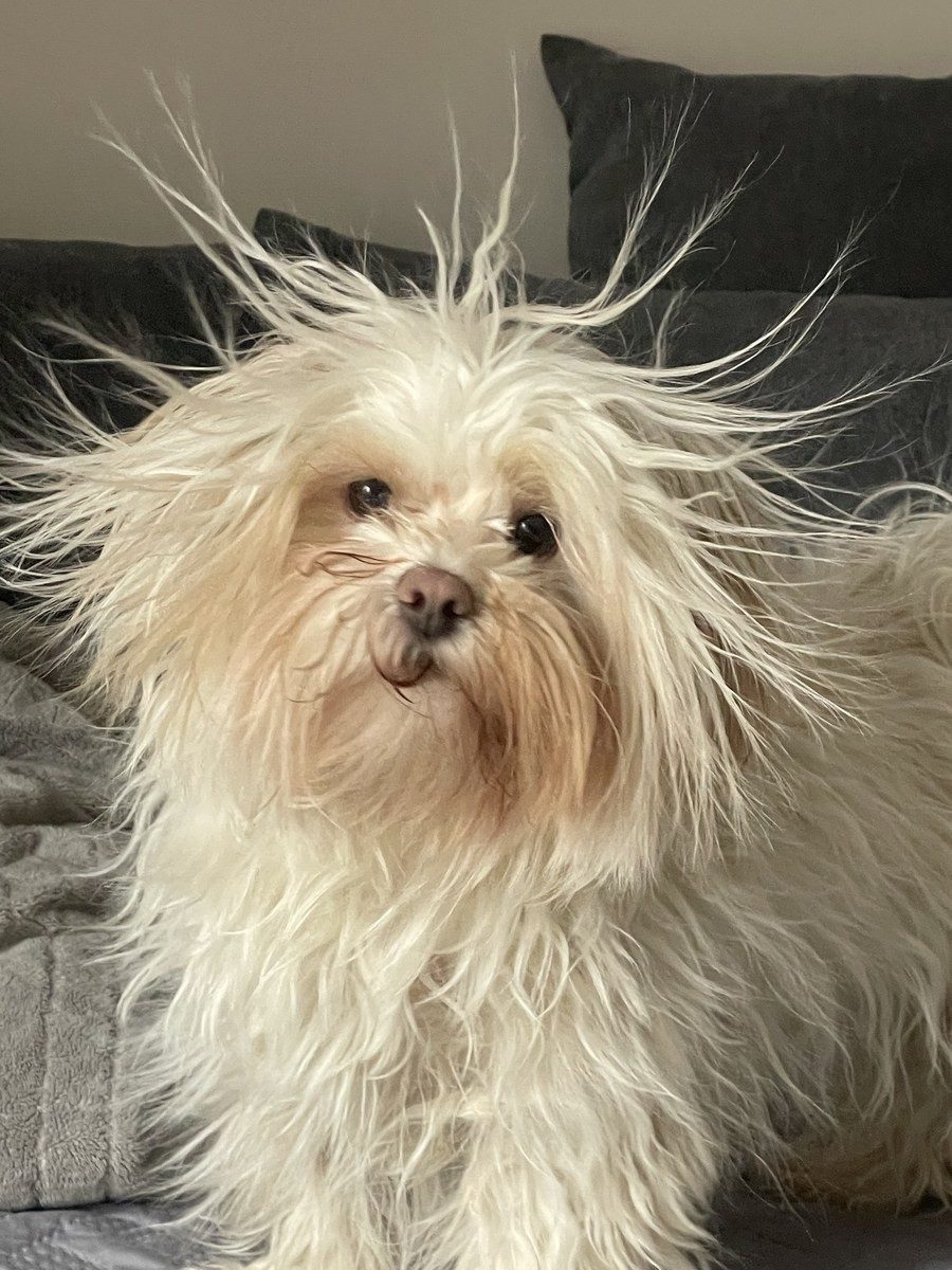 Kleiner Hund mit weißem, zerzaustem Fell