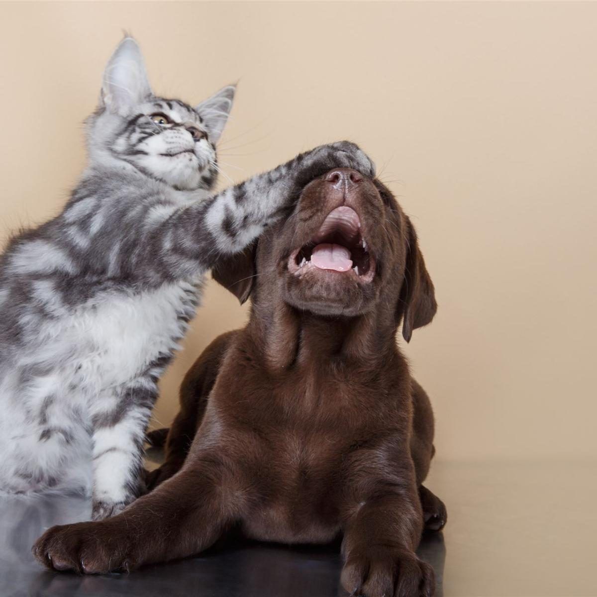 Junge Katze und Hundewelpe