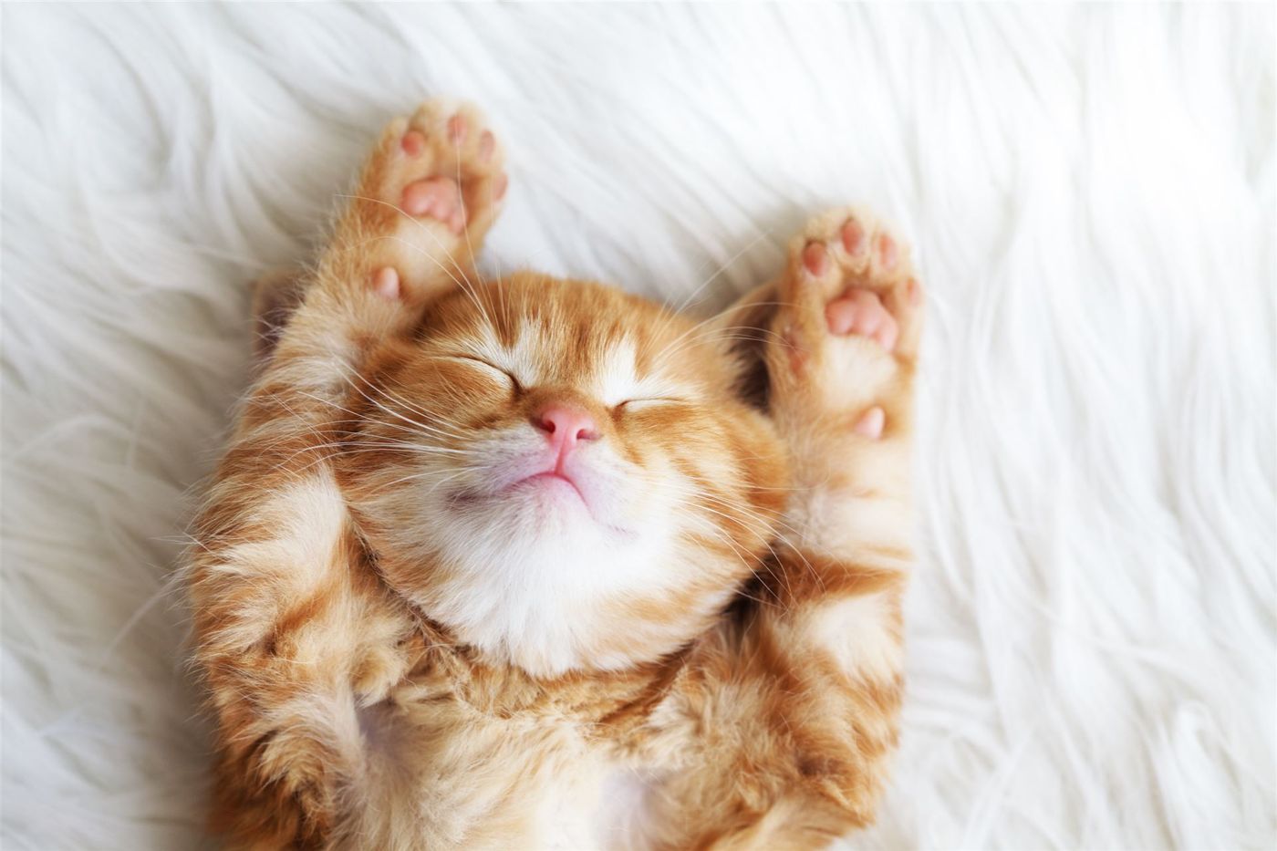Entspannte junge Katze