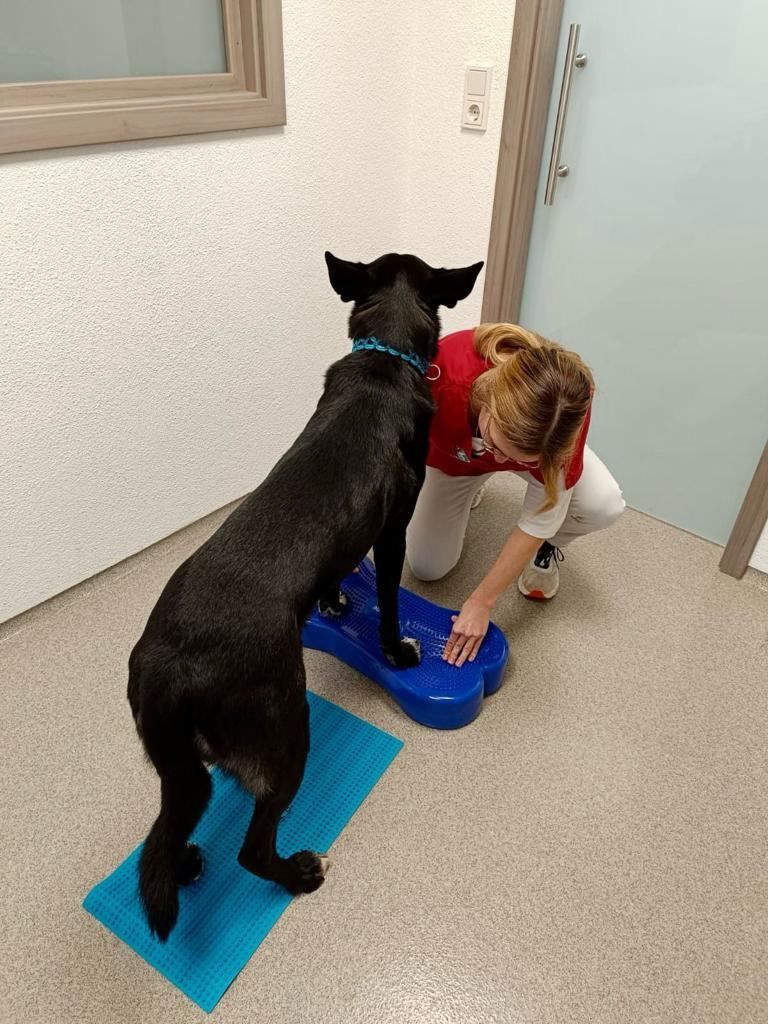 Hund steht mit den Vorderpfoten auf einem Balancekissen