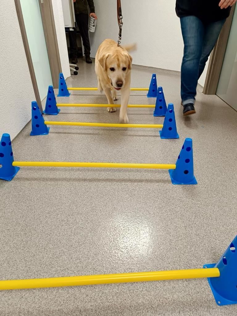 Golden Retriever läuft durch Cavaletti-Stangen