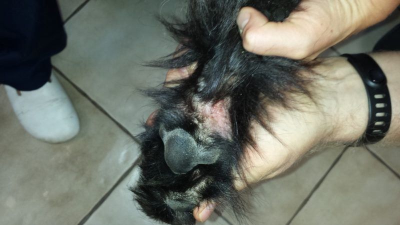 Sarcoptesmilbe unter dem Mikroskop