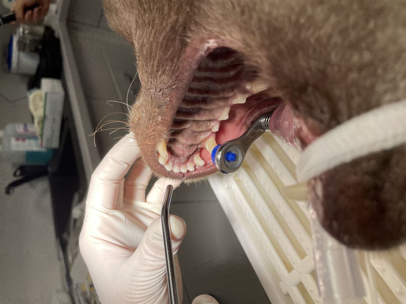 Zahnbehandlung an einem Hund